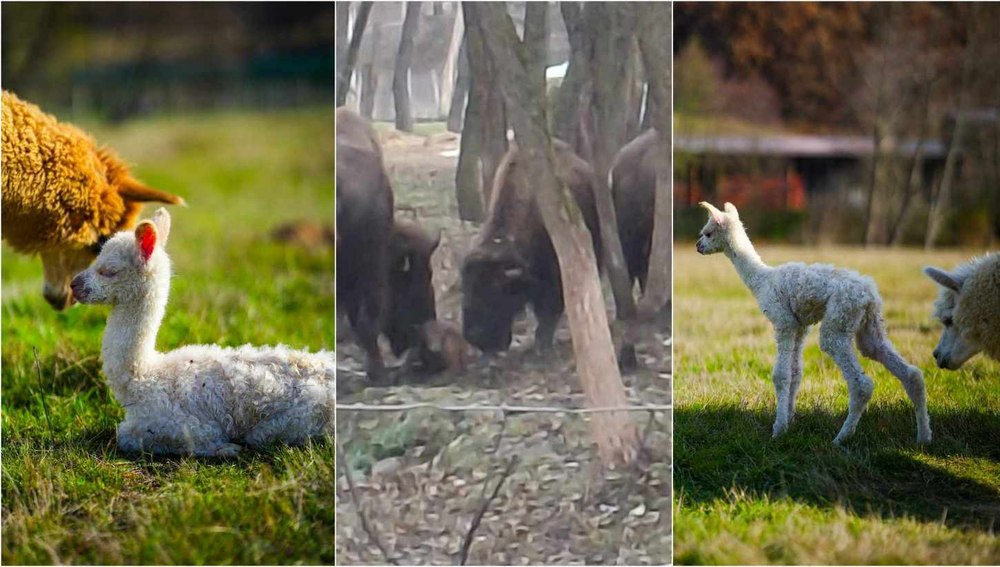 Imagini adorabile cu două animale exotice născute la poalele Retezatului: cum arată puii de alpaca și bizon american