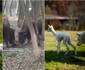 Pui de Alpaca adus pe lume la poalele Retezatului  Foto Dino World Transylvania (1) jpg