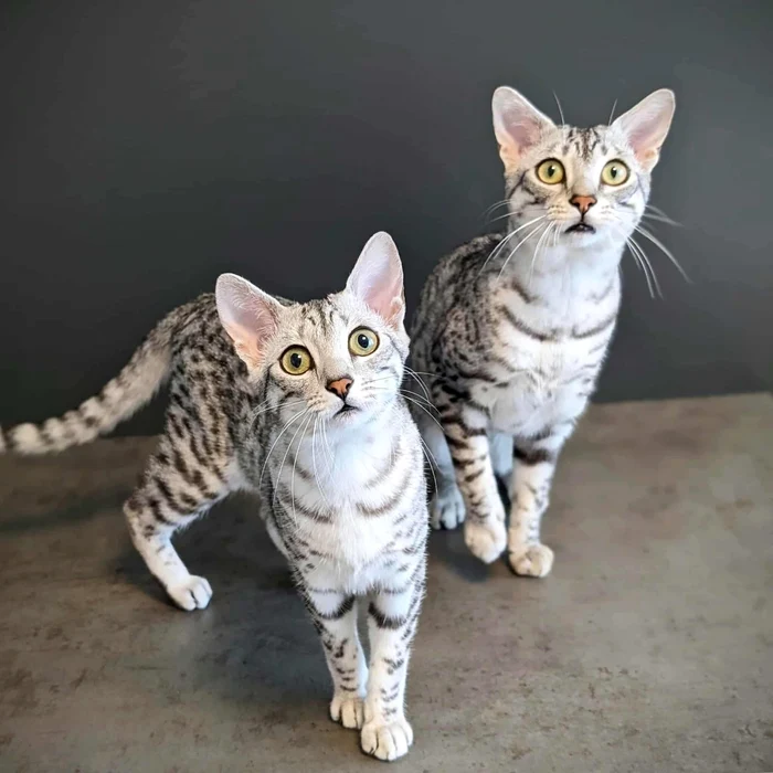 Campionatul Mondial Felin – FIFe World Winner Show 2025 (5) jpeg