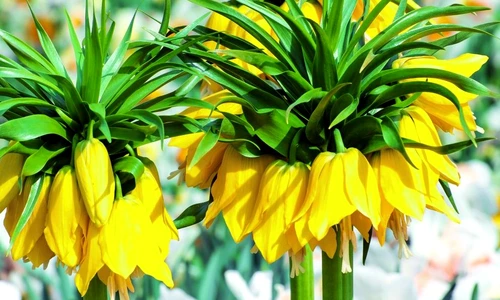 1 62246 original jpg jpeg