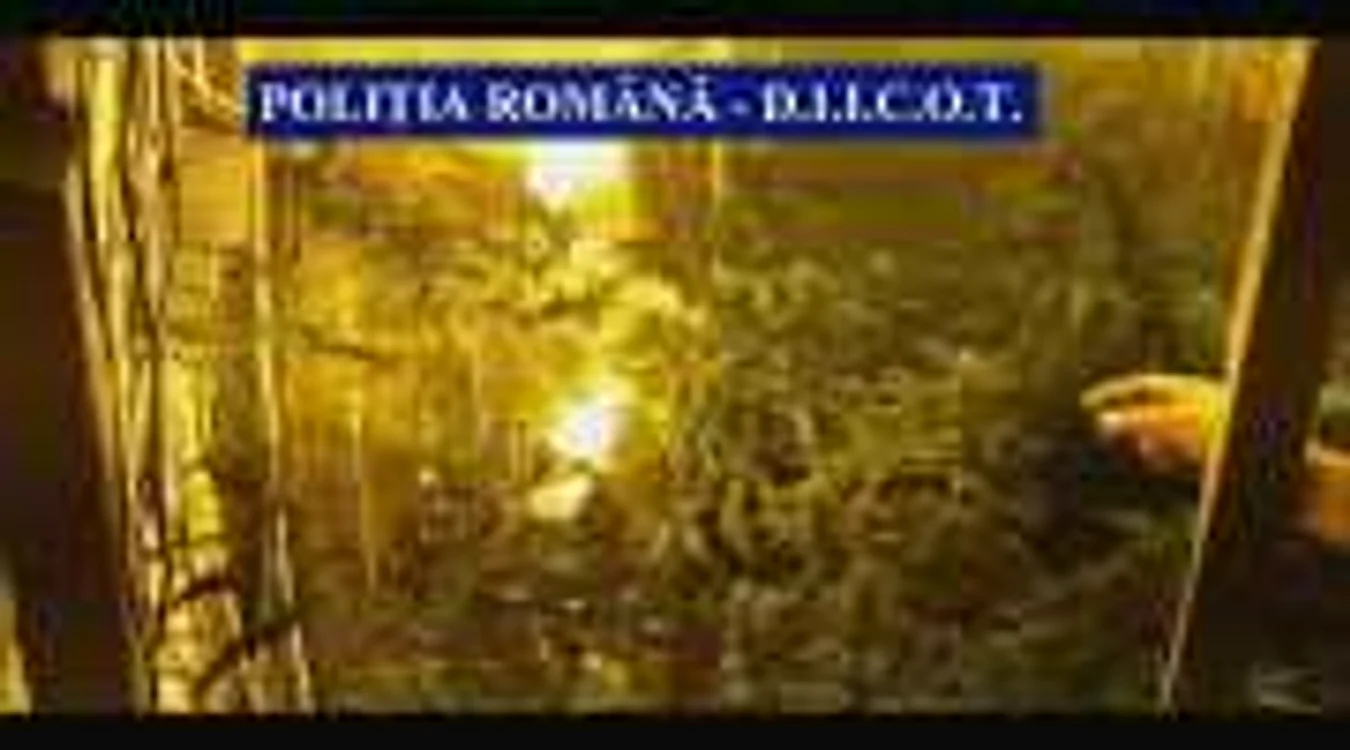 Cultură de cannabis, descoperită în subsolul unei case de vacanţe din Cluj