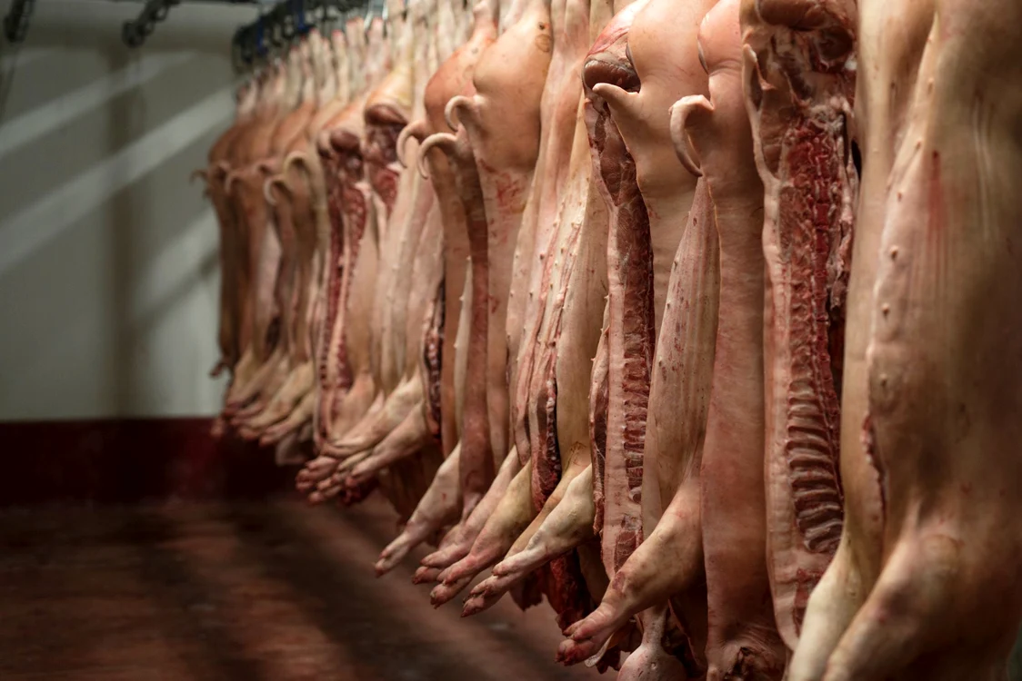 Porci întregi atârnați în camera frigorifică dintr-un abator