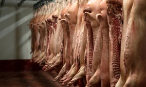 carcase de porc la abator shutterstock 1231006252 jpg