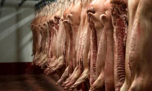 carcase de porc la abator shutterstock 1231006252 jpg