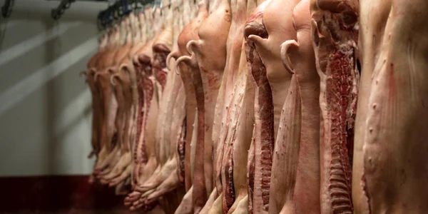carcase de porc la abator shutterstock 1231006252 jpg