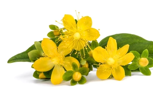 1 shutterstock 1038563251 jpg jpeg