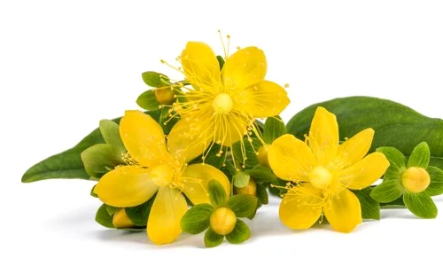 1 shutterstock 1038563251 jpg jpeg