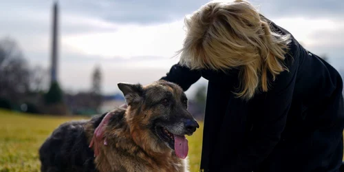 Champ unul dintre ciobăneştii germani ai lui cuplului prezidenţial FOTO EPA-EFE