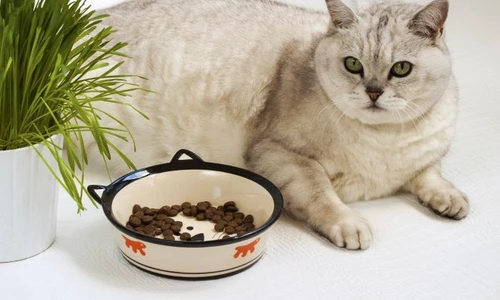 1 pisica shutterstock 450067936 jpg jpeg