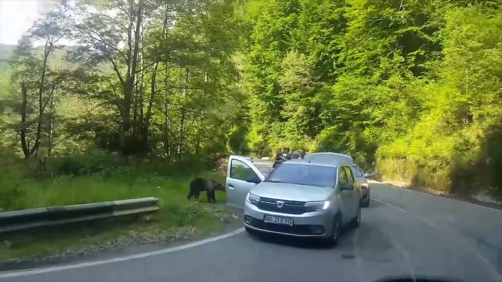 Ministerul Mediului stabilește sancțiuni mari pentru hrănirea urșilor