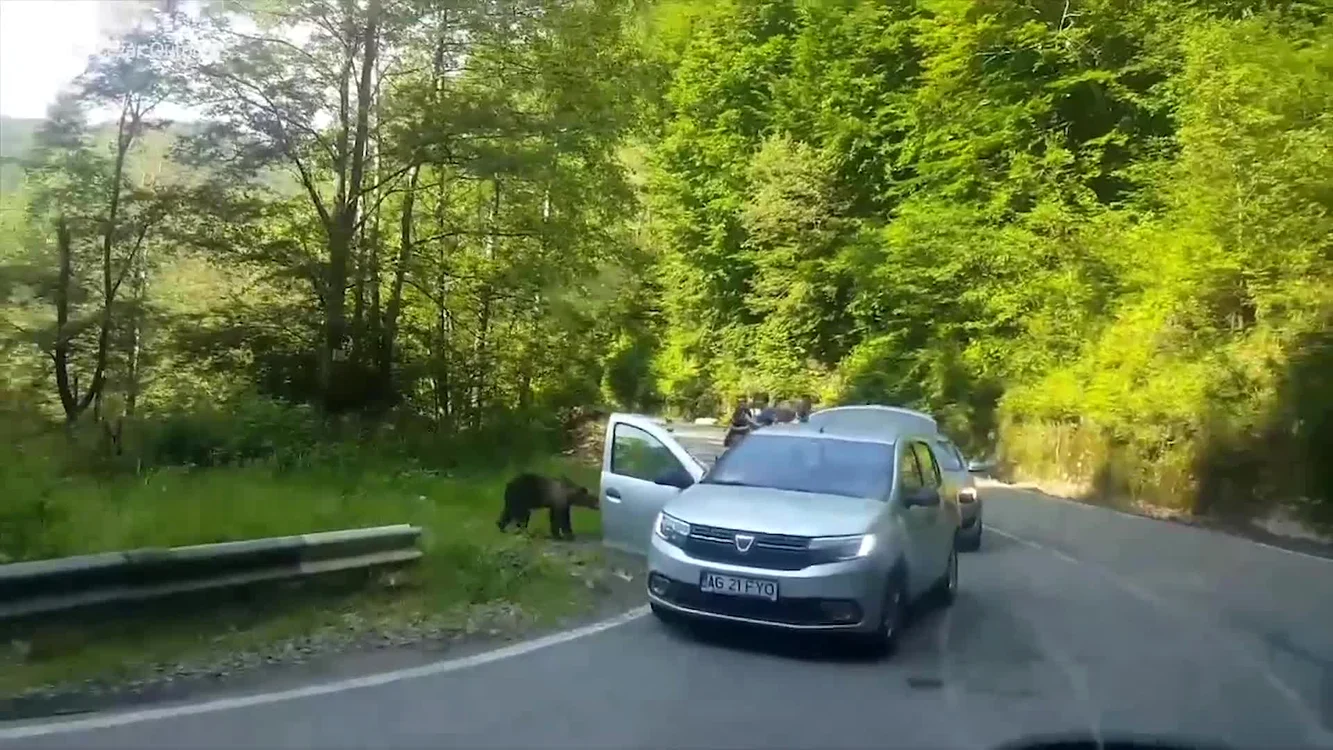 Urși hrăniți de oameni FOTO: Adevărul