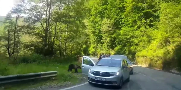 Urşi hrăniţi pe Transfăgărăşan