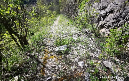 Fosta cale ferata a Hunedoarei Foto Daniel Guță ADEVĂRUL (25) jpg