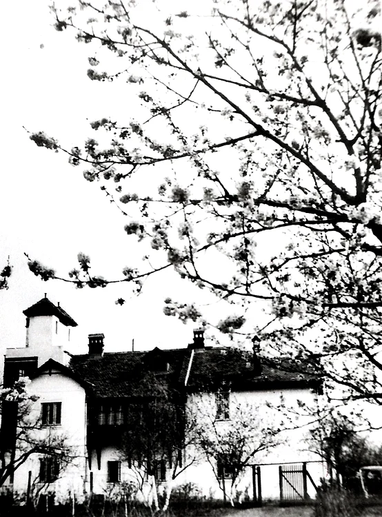 Cireşi în floare la Mărţişor FOTO MNLR