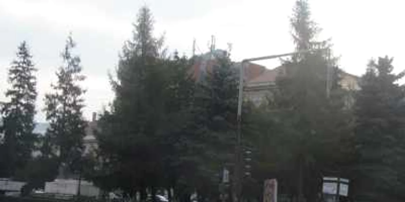 Copacii din faţa Clădirii Transilvania urmează să fie tăiaţi