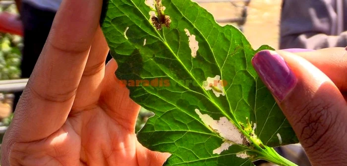 Plantă atacată de Tuta Absoluta FOTO paradisulverde.ro