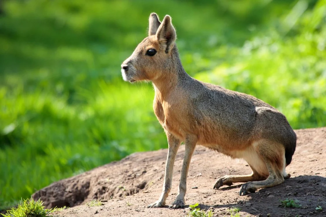 mara patagoniana