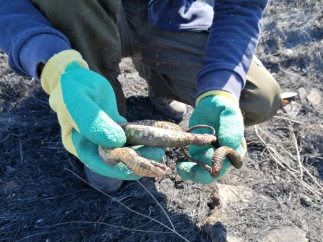 incendiu Vacaresti jpg 6 jpg