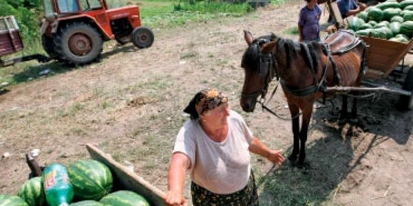 Lungul drum al pepenilor de Dăbuleni