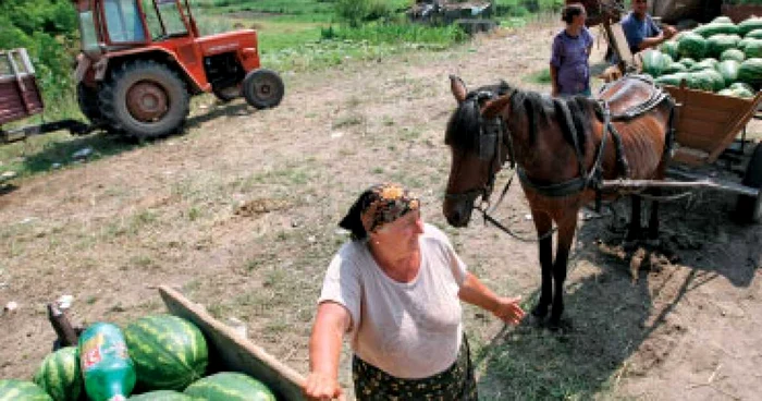 Lungul drum al pepenilor de Dăbuleni