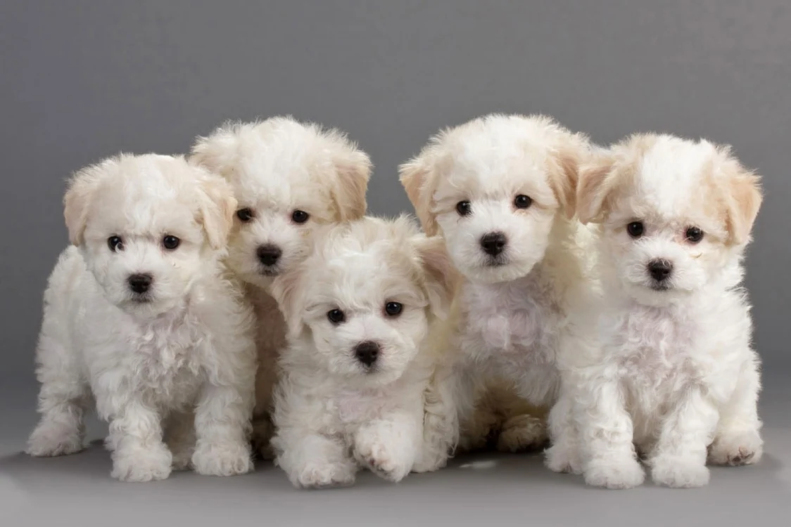 Rasa de câini Bichon Frise FOTO