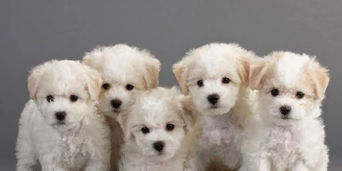 rasa de caini bichon frise