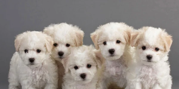 rasa de caini bichon frise