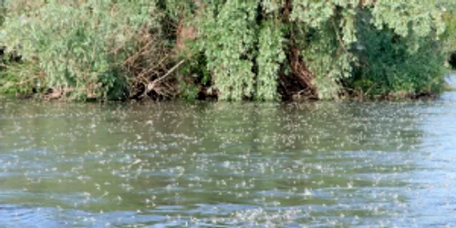 Rusaliile sau Efemeridele - insecte cu viaţă scurtă din Delta Dunării Sursa Facebook Dan Bandacu