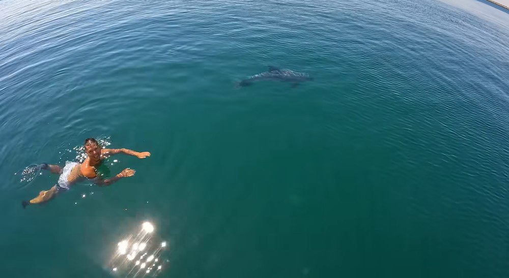 Întâlnire spectaculoasă în Marea Neagră: un delfin prietenos s-a întors la un turist, spre uimirea tuturor