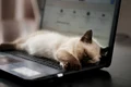 pisica laptop istock jpg