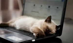 pisica laptop istock jpg