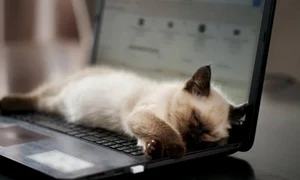 pisica laptop istock jpg