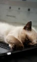 pisica laptop istock jpg