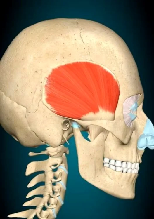 Mușchiul temporal, un indicator al demenței / foto: Pinterest