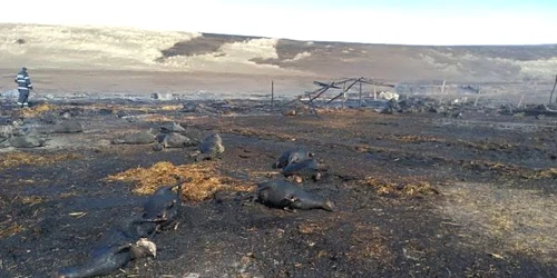 Oi carbonizate în incendiul de la Lupele judeţul Galaţi FOTO ISU Galaţi