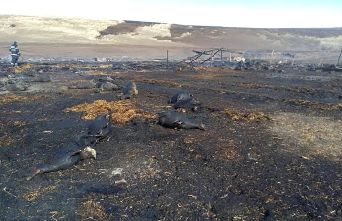 Oi carbonizate în incendiul de la Lupele judeţul Galaţi FOTO ISU Galaţi