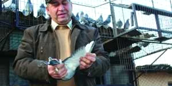 Petre Izdrea se poate mândri că are cei mai rapizi porumbei din ţară