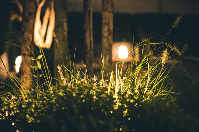 Ce a descoperit în timp ce se uita pe camerele de supraveghere din grădină / foto: Pexels