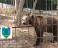 Animale ținute în cuști, în condiții necorespunzătoare FOTO: Facebook / Garda Națională de Mediu