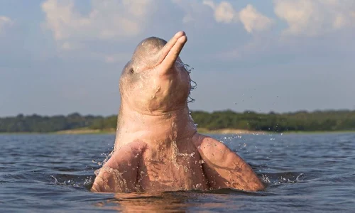 Delfin roz (foto: Photoland/Caters) jpeg