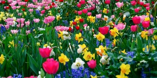 cele mai frumoase flori de primavara