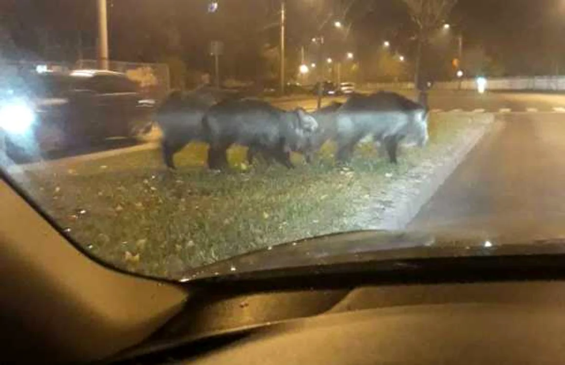 FOTO: Arhivă