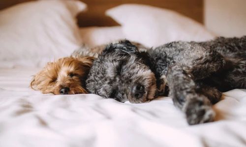 1 69514 original jpg jpeg