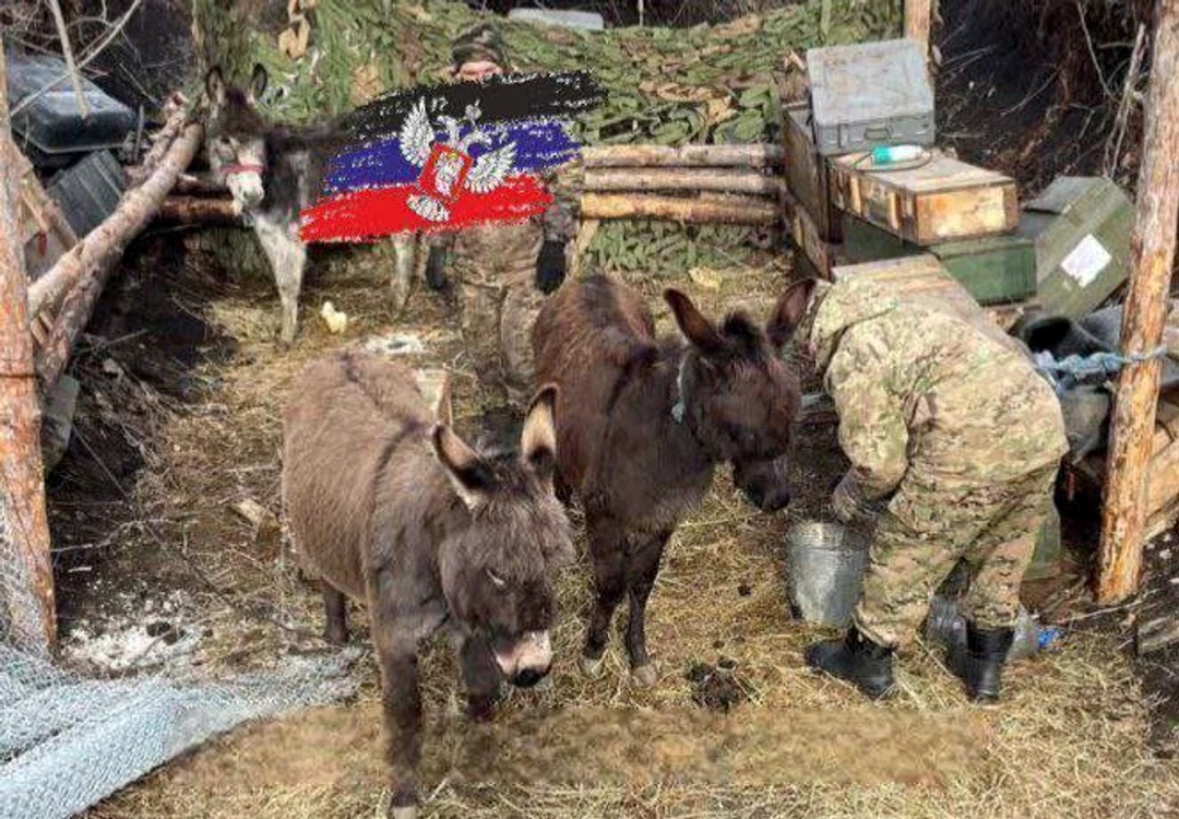 Rușii recurg la magari pe frontul din Ucraina/FOTO:X