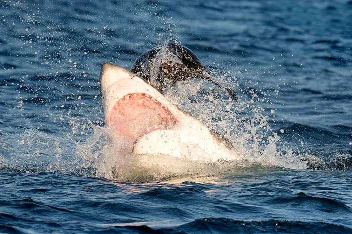O focă deşteaptă scapă ca prin minune de rechinul înfometat (Foto: Caters)