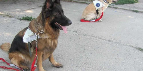 Antrenamentul câinilor de salvare