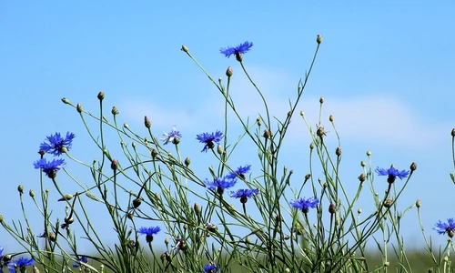 1 82284 original jpg jpeg