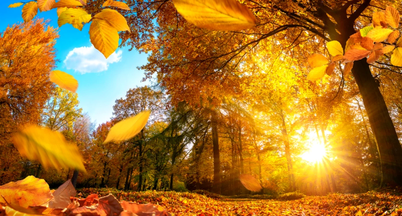 Toamnă blândă și frumoasă FOTO Shutterstock
