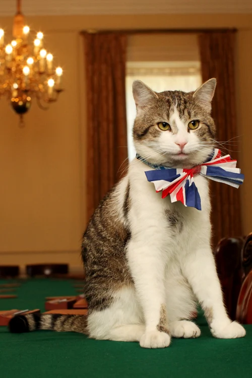 Pisica Larry din UK GettyImages 113243881 jpg