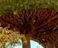 Copacul dragonului din Socotra - Yemen Foto Khaled Fazaa - AFP - Getty Images
